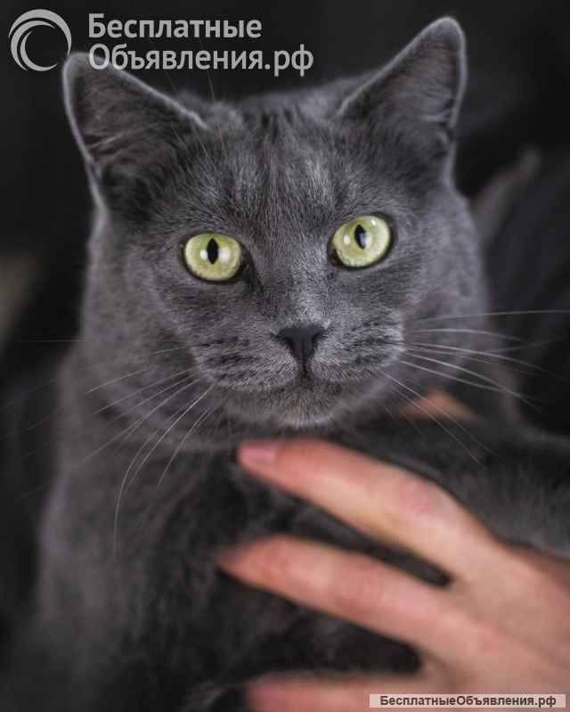 Анабелла в добрые руки