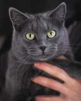 Анабелла в добрые руки