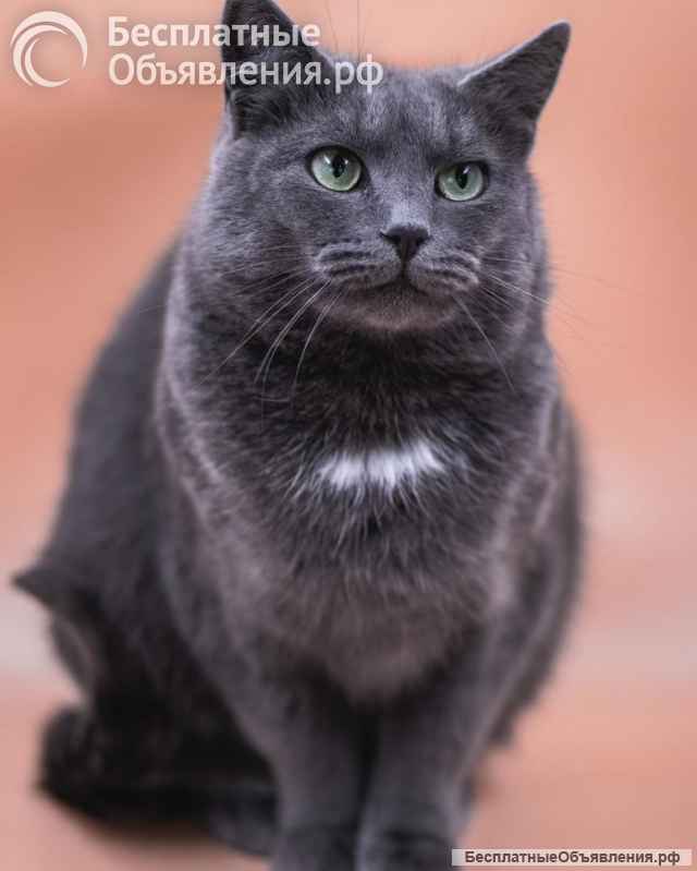 Анабелла в добрые руки