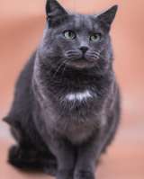 Анабелла в добрые руки