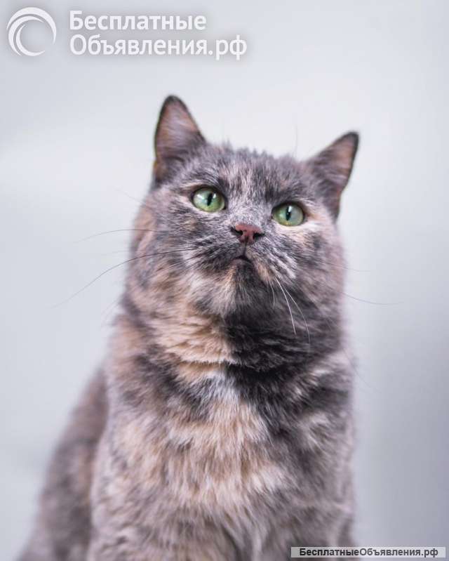 Изабелла ищет дом