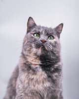 Изабелла ищет дом