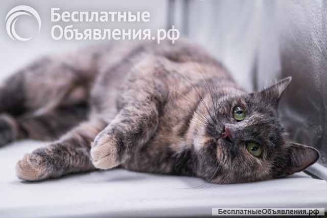 Изабелла ищет дом