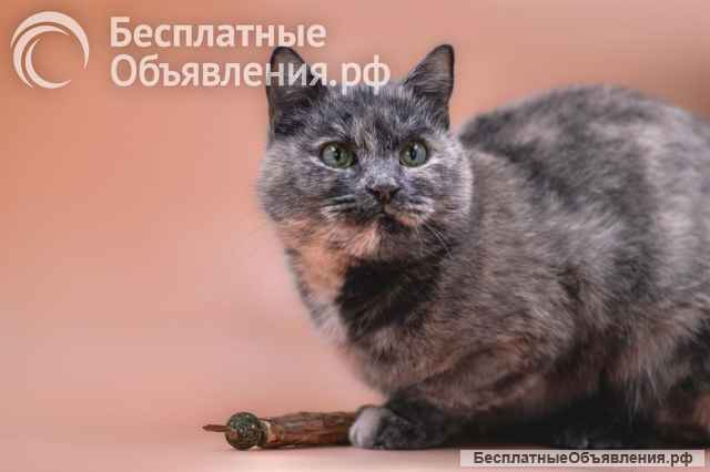 Изабелла ищет дом