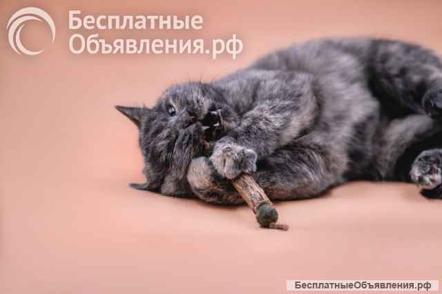 Изабелла ищет дом