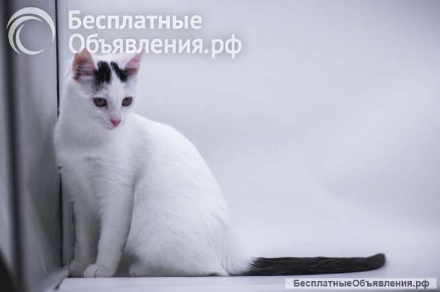 Малышка Кёрла в добрые руки