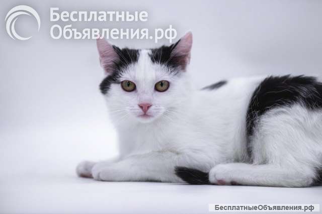 Очаровательная Принцесса в дар