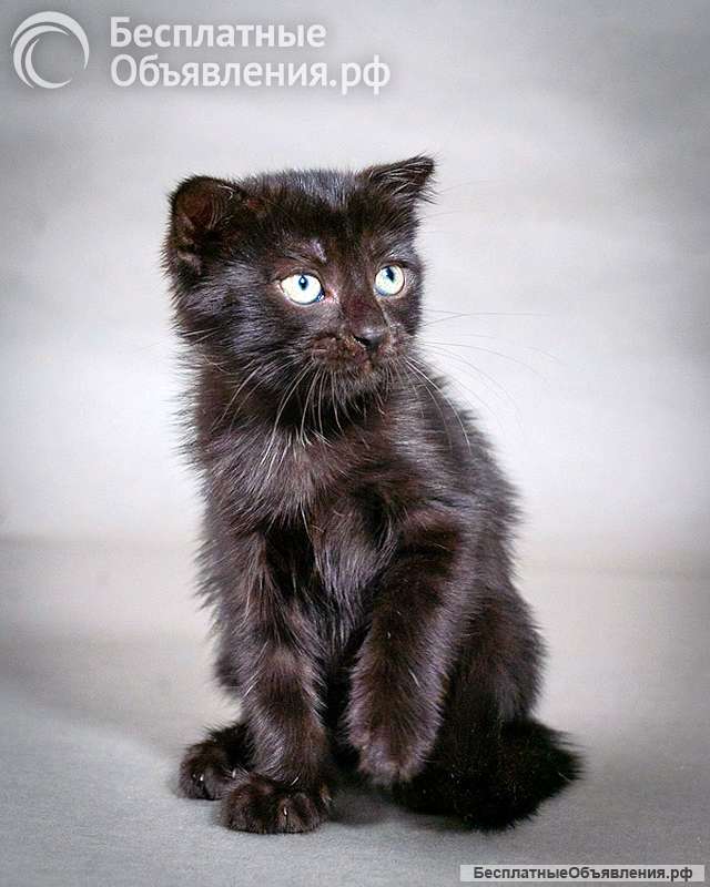Роскошный черный котенок Марио, метис шотландской вислоухой ищет дом