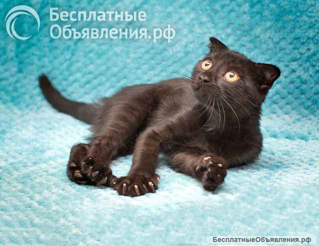Роскошный черный котенок Марио, метис шотландской вислоухой ищет дом