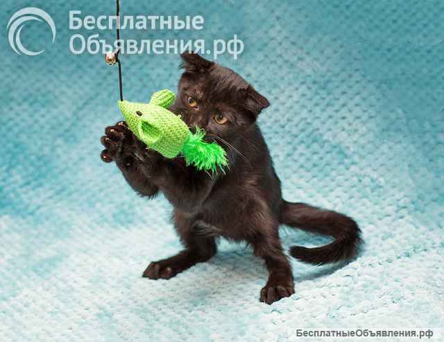 Роскошный черный котенок Марио, метис шотландской вислоухой ищет дом