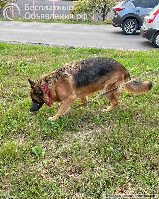 Ищет дом кобель немецкой овчарки по кличке Оскар