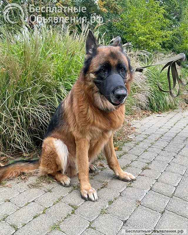 Ищет дом кобель немецкой овчарки по кличке Оскар