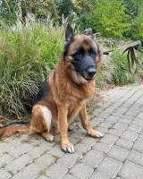 Ищет дом кобель немецкой овчарки по кличке Оскар