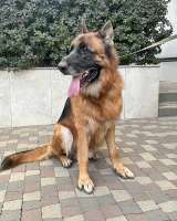 Ищет дом кобель немецкой овчарки по кличке Оскар