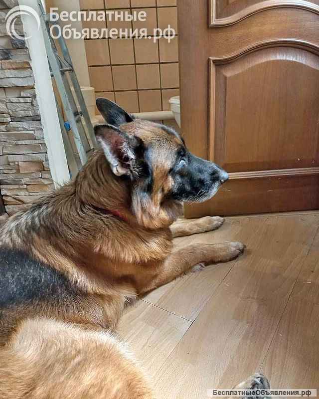 Ищет дом кобель немецкой овчарки по кличке Оскар