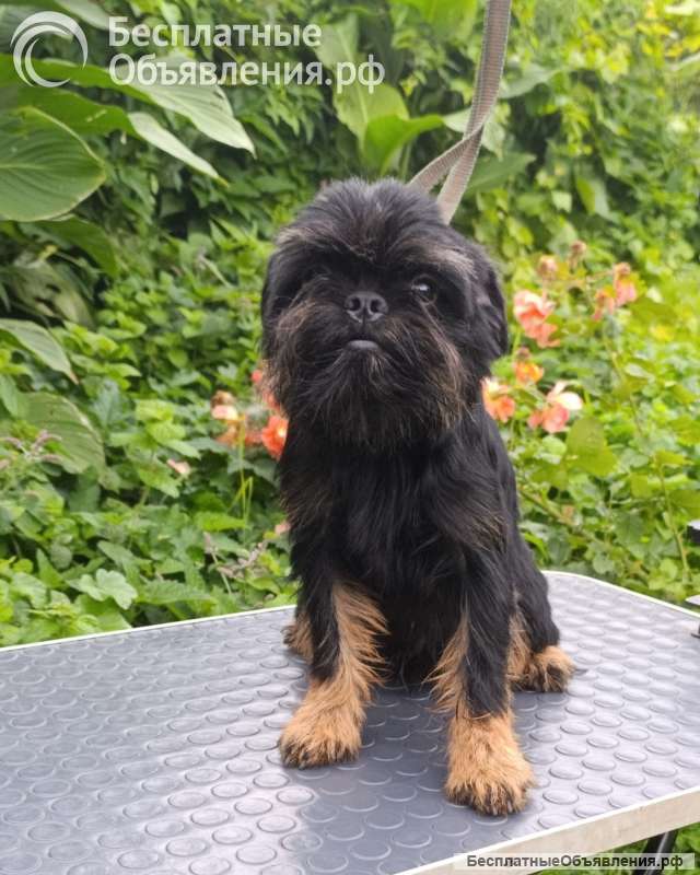 Подрощенные щенки Бельгийского гриффона