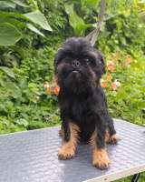 Подрощенные щенки Бельгийского гриффона