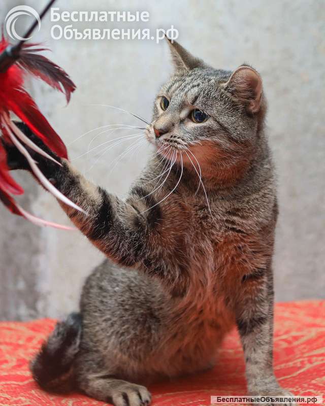 Ищет дом молодой тигровый котик Сема