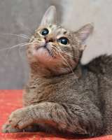 Ищет дом молодой тигровый котик Сема