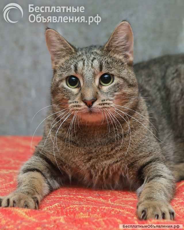 Ищет дом молодой тигровый котик Сема