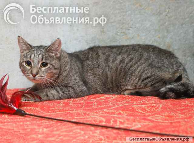 Ищет дом молодой тигровый котик Сема