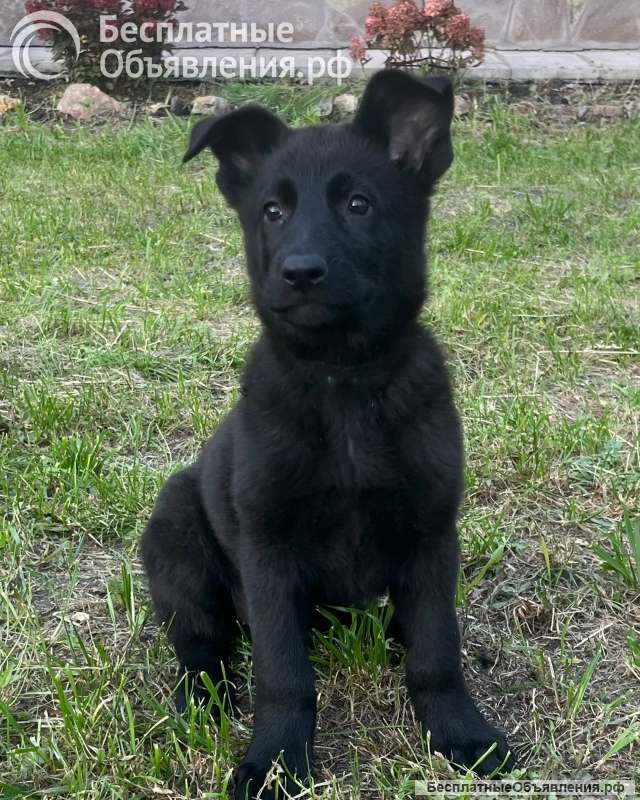 Щенки немецкой овчарки