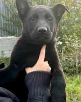 Щенки немецкой овчарки