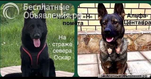 Щенки немецкой овчарки