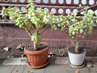 2 денежных дерева