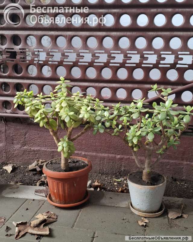 2 денежных дерева