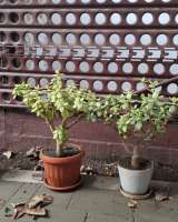 2 денежных дерева