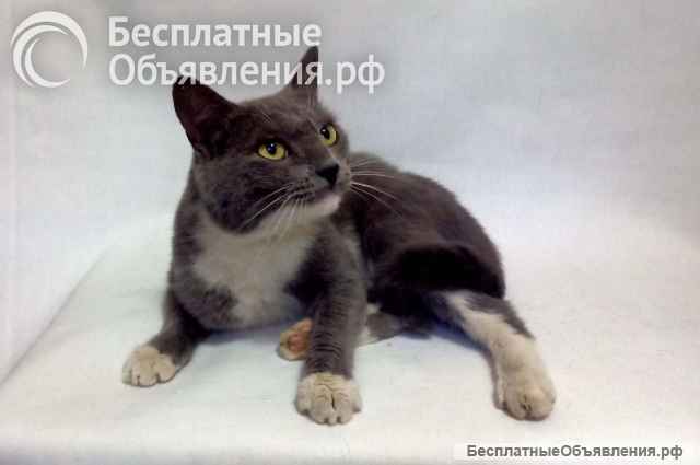 Филя - ласковый, ручной и очень умный котик