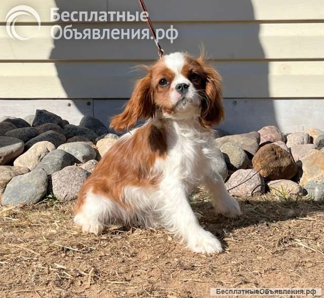 Кавалер кинг Чарльз спаниель девочка бленхейм