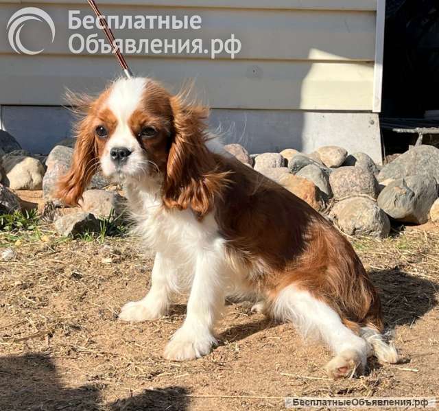 Кавалер кинг Чарльз спаниель девочка бленхейм