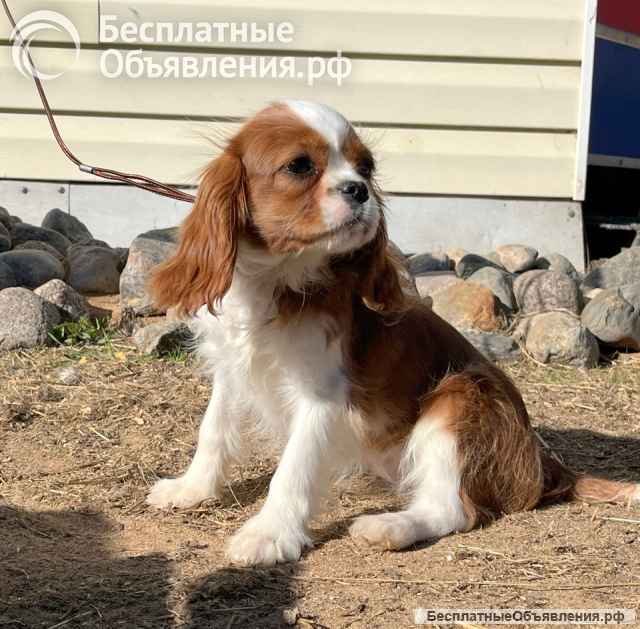 Кавалер кинг Чарльз спаниель девочка бленхейм