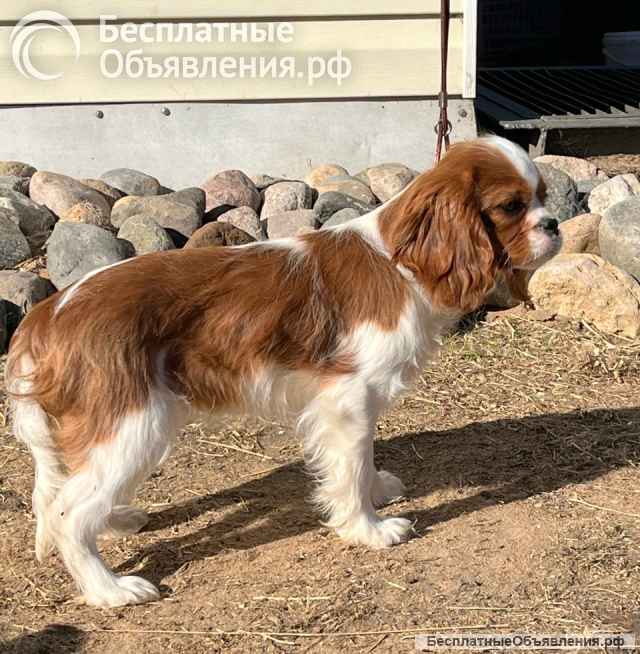 Кавалер кинг Чарльз спаниель девочка бленхейм