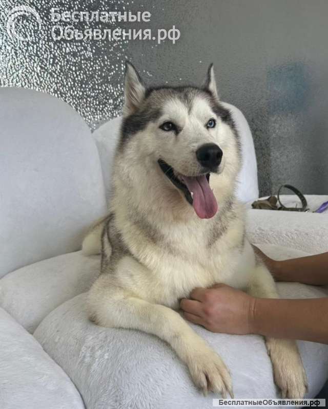 Хаски Мелисса ищет дом