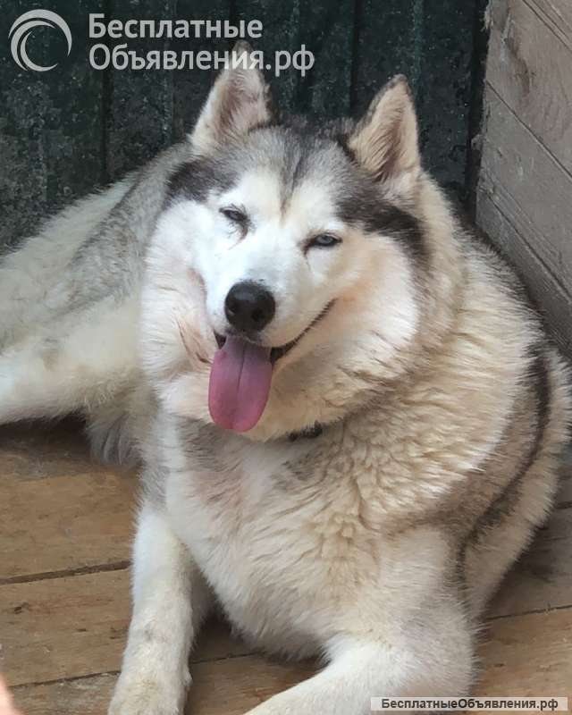 Хаски Мелисса ищет дом