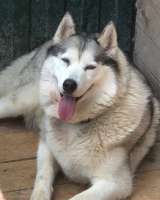 Хаски Мелисса ищет дом