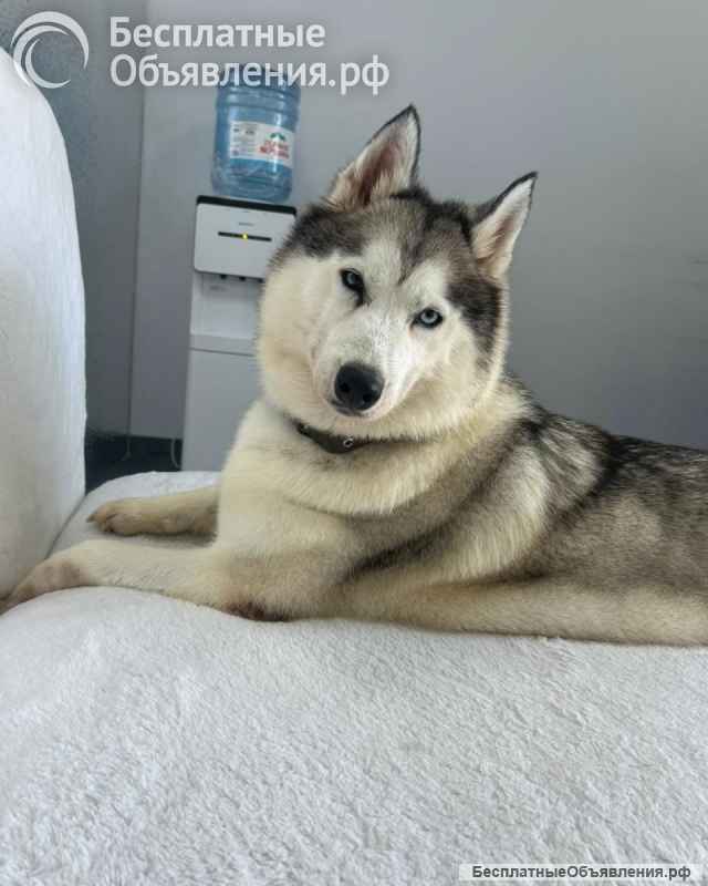 Хаски Мелисса ищет дом