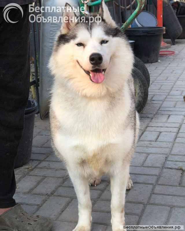 Хаски Мелисса ищет дом