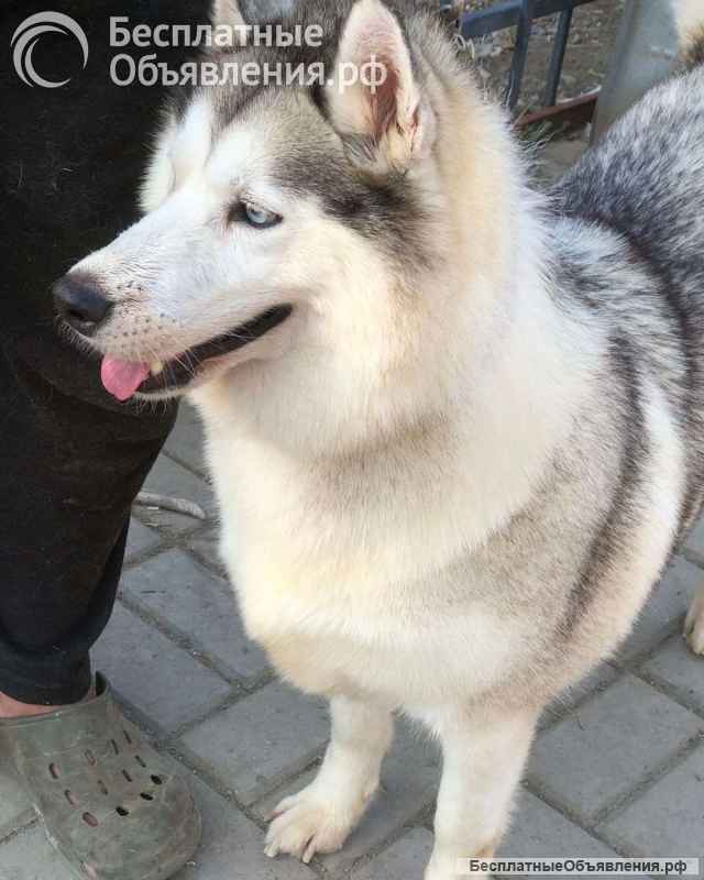 Хаски Мелисса ищет дом