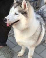 Хаски Мелисса ищет дом