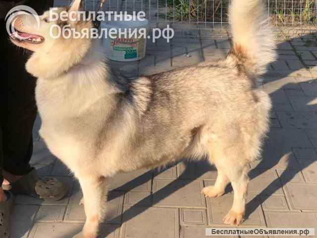 Хаски Мелисса ищет дом