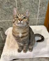 Очаровательная кошечка-подросток Аглая ищет дом