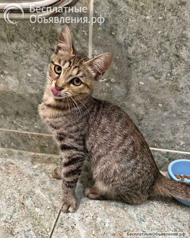 Очаровательная кошечка-подросток Аглая ищет дом