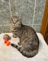Очаровательная кошечка-подросток Аглая ищет дом