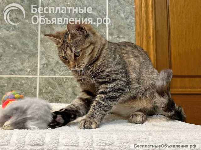 Очаровательная кошечка-подросток Аглая ищет дом