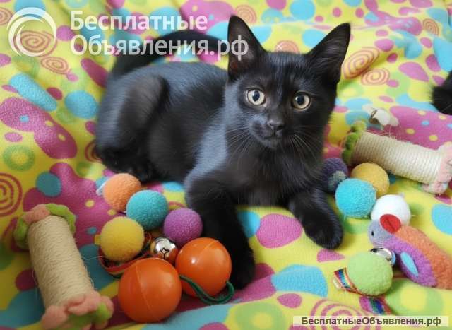 Котенок, который покорит ваше Сердце