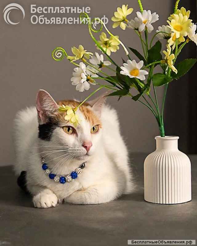 Ласковая и нежная кошечка Снежинка ищет дом